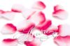 Picture of Silk Rose Petals France (Burgundy and White)